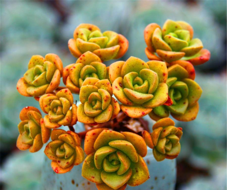 香香的百合茉莉都是这么养的,颜色美香气浓,人称多肉香水之王