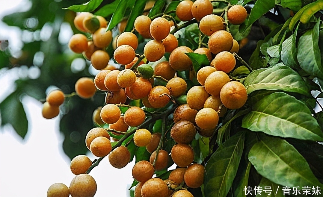 對(duì)肌膚很好的3種食物,每天吃些,補(bǔ)充能量,緩解疲勞,美白嫩膚