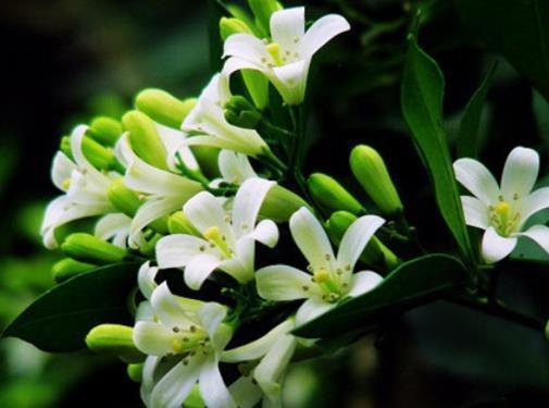 香味|这4种蚊虫最“讨厌”的绿植,家里摆几盆,保证蚊虫不敢来骚扰