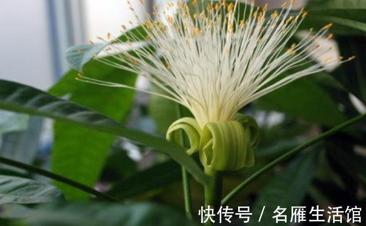 珍惜|4种漂亮盆栽开花很罕见，长出花朵要珍惜，寓意好财运滚滚来