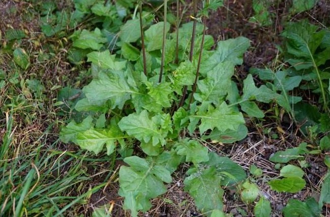 黄鹌菜|乡下的“九死还魂草”,长在地里没人搭理,关键时候能救命