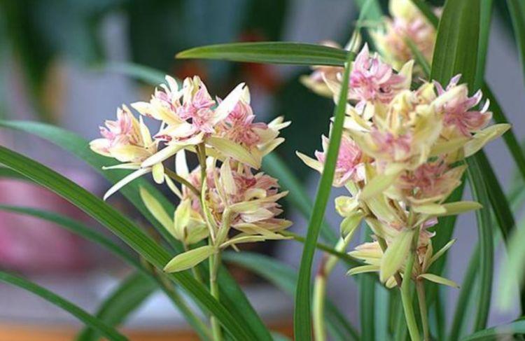 开花最香的3种花,家里养一盆,开花多,不费事就能养好!