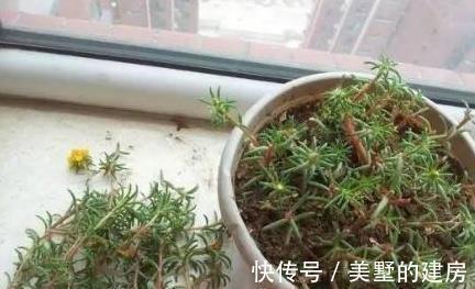 栀子花|越来越多人不买花了，特别是这“6种”，1个枝条养出200盆，靠谱