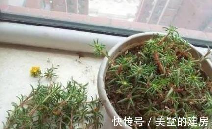 栀子花|越来越多人不买花了,特别是这“6种”,1个枝条养出200盆,靠谱