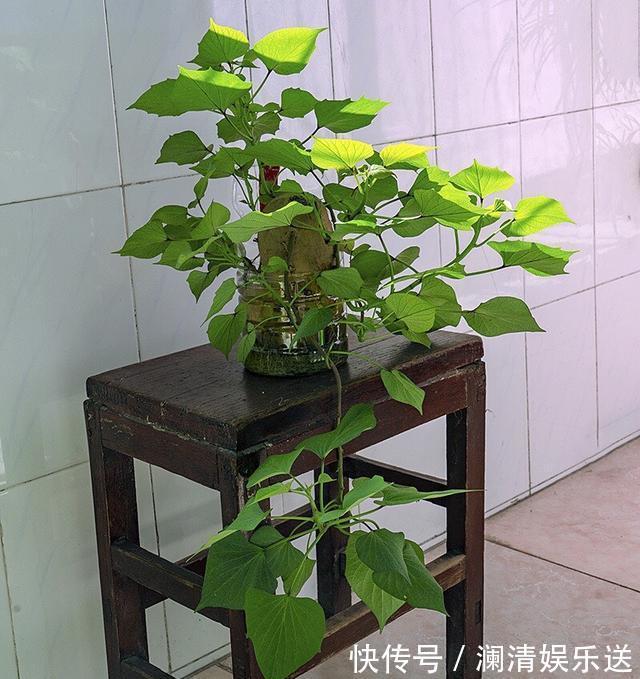 红薯地瓜|秋天剪下1根红薯藤,插盆土里,一个冬天吃不完,收获一茬又一茬