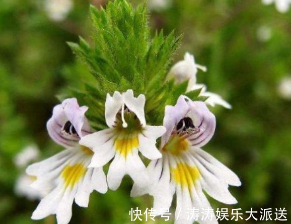 盆花|新手养花,不如养盆花中精品“小米草”,花朵密集,绚丽多彩