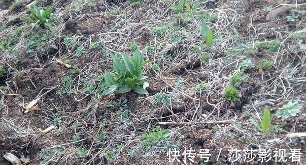 洋铁草|农村阴沟中常见野草，治多年“脚气”有良效，已经有人用来赚钱