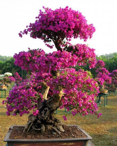 三角梅|养三角梅6年，摸索出1个简单的扦插方法，成活率90%以上！