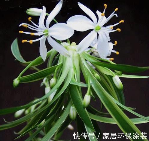 侧芽|养花，适时适度的修剪既可保证好看的株形，还能促进侧芽的萌发