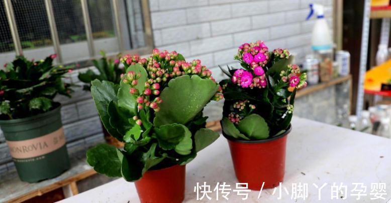 小苏打能用来催花？掌握住方法，长寿花用了呼呼开花，停不下来