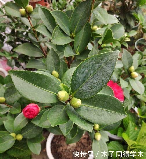 花卉|老人喜欢养的“3盆花”,花色鲜艳,好养易活,开花非常美