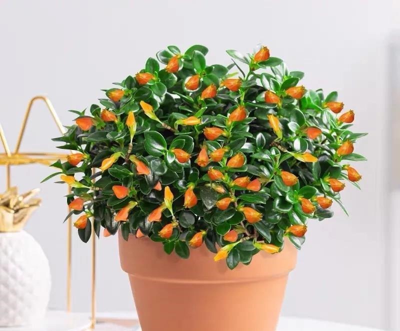 金枝玉叶|命里“多金”的5种花,寓意好又贵气,家里养一盆,带来好运气