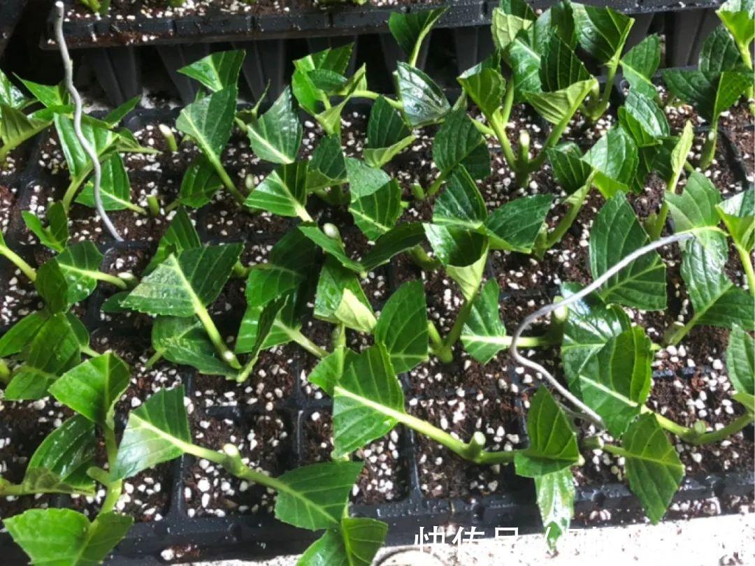 抗病、不招虫的天竺葵，屋里养一盆，开花一茬接一茬