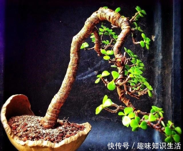 养这2种花，还能挣钱，放那不用管，养得好卖上万，挺划算！