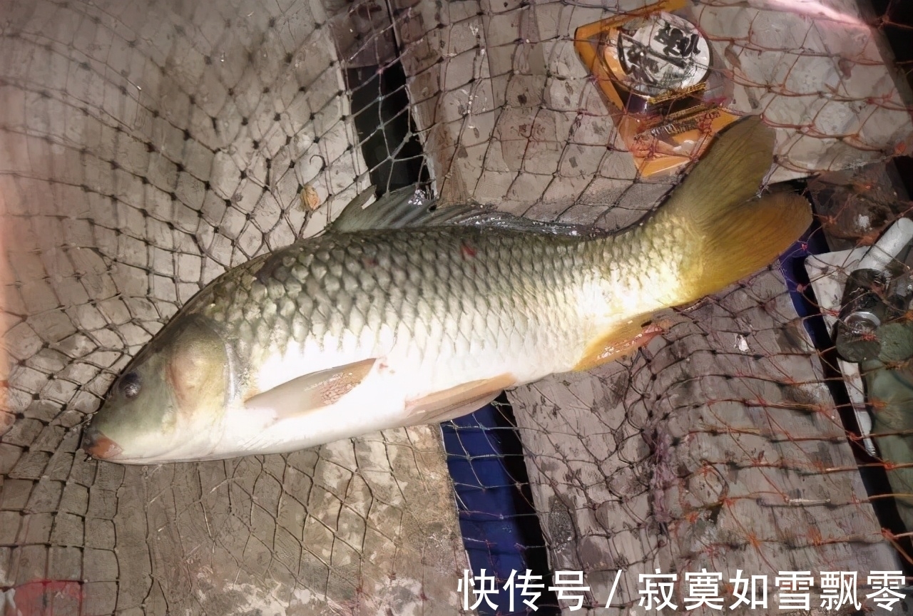 口诀|夏天钓鱼,为何有人爆护,有人颗粒无收,原因就在这几句口诀里