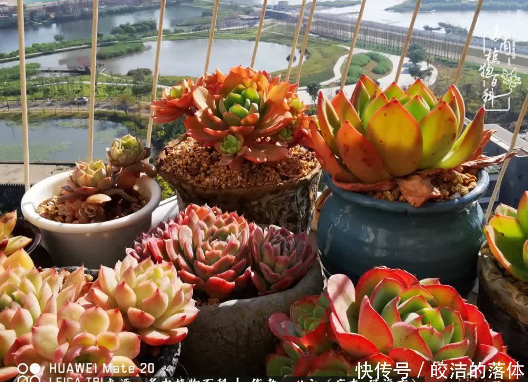 肉肉|与多肉的相遇,就是一场治愈之旅