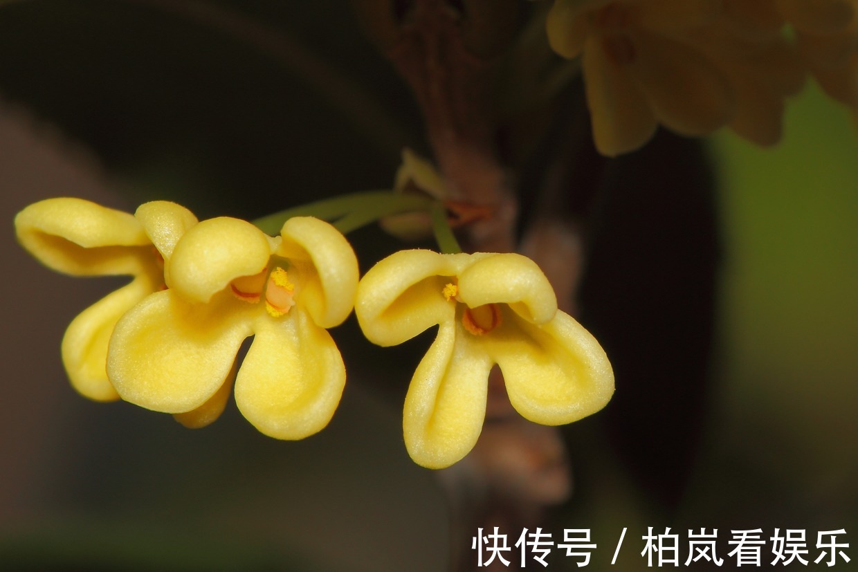 花花|别人家桂花开成大朵香云,你家却开成小米粒原来是这件事没做到