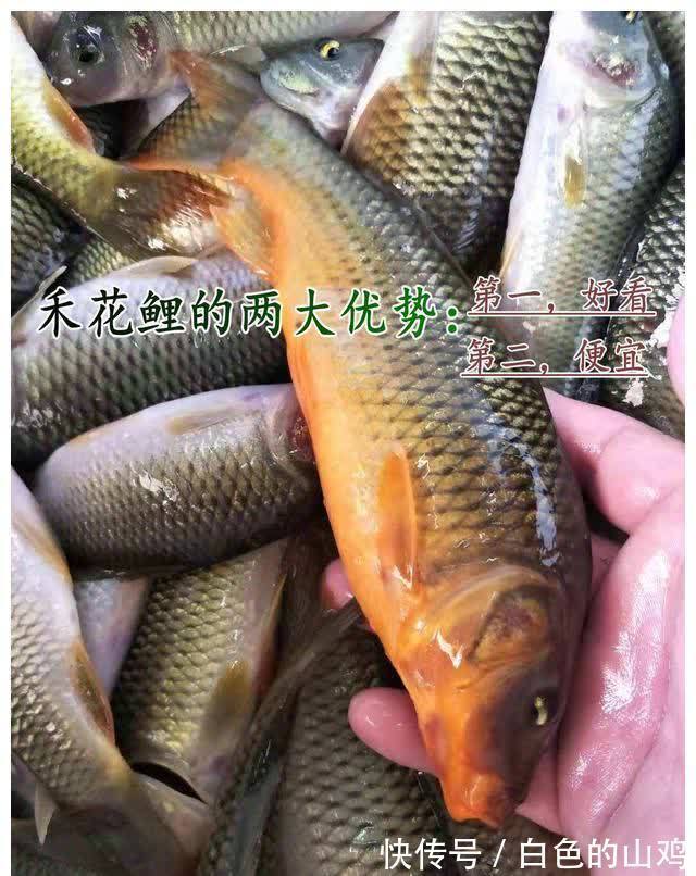 北江禾花鲤大爆发,将成生态问题?钓鱼人一天轻松钓50斤