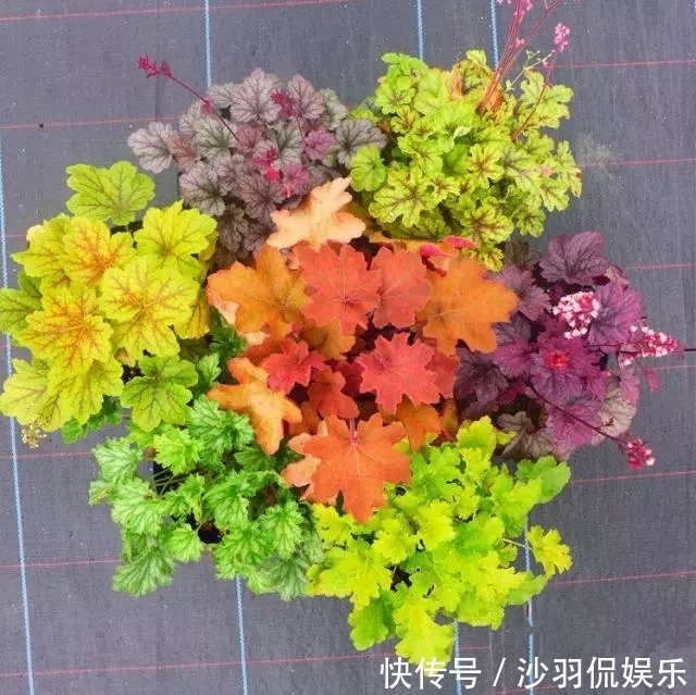 3种花与月季不同，长出“花苞”马上剪，要不颜值低