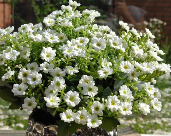 养米兰花,牢记3个“前奏”,瞬间“爆盆”,花开百朵,香气四溢