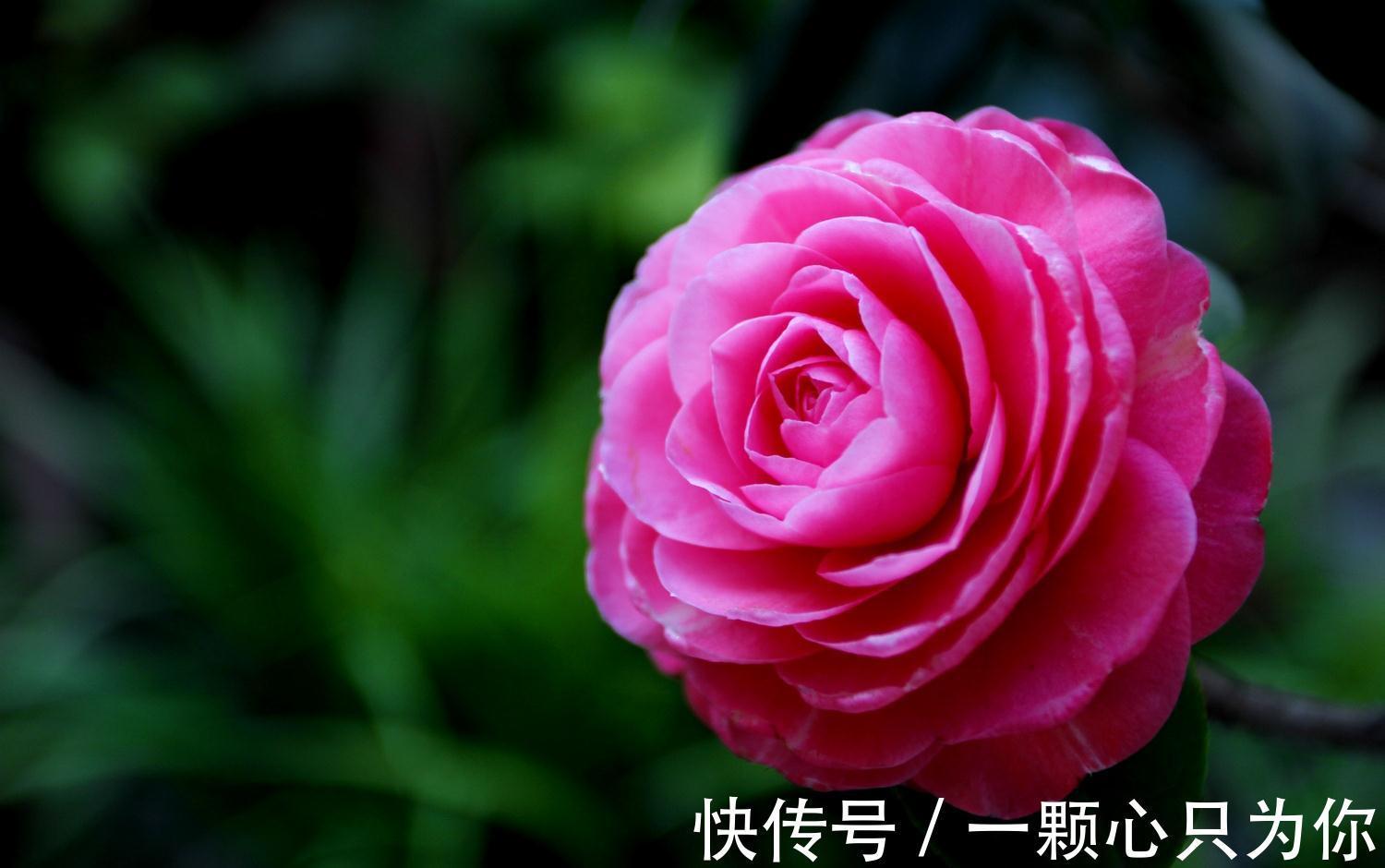 养花试试这几款，外形独特，不需要经常浇水，还能开出紫色的花