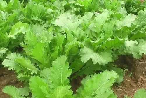 膳食纤维|吃虾皮,真的可以补钙?医生:其实真正补钙的是这“4种食物”!