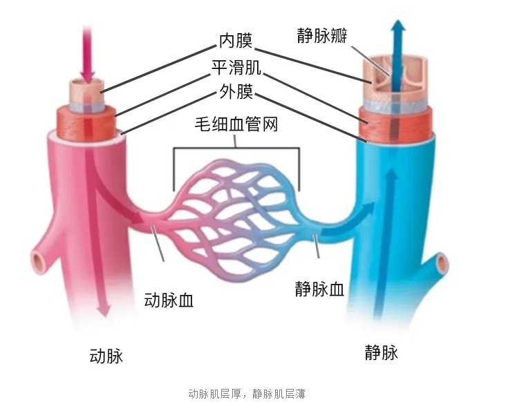 动脉|【健哥说心脏】亲爱的老师，小心“蚯蚓”爬上您的腿