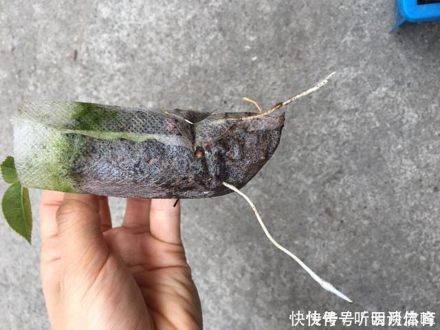 枝条|扦插月季不生根?用这捂一捂,过几天“冒白根”,变成月季大户