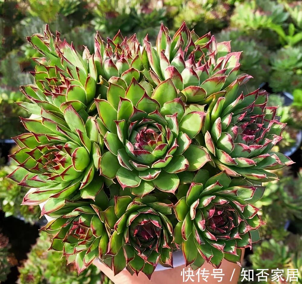 紧凑|4种漂亮多肉,夏天浇水懒一些,叶片紧凑像玫瑰,轻松度夏好养护