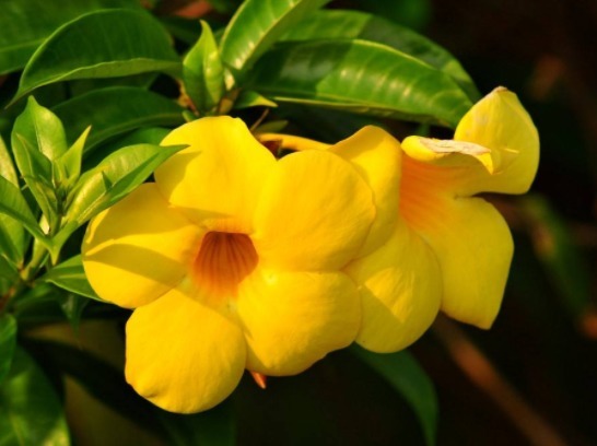 喜欢养花,不如养盆软枝黄蝉,好养又好看,一言不合就花开爆盆