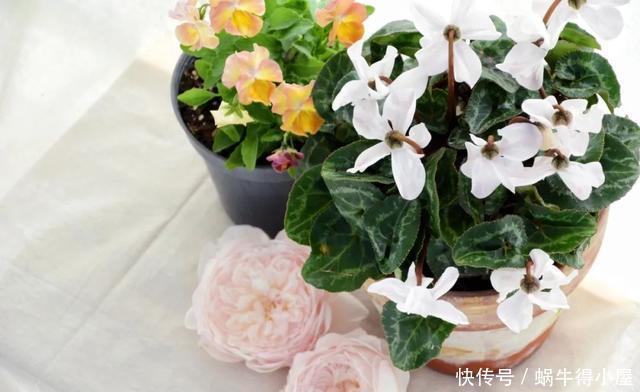 花友来稿|翩翩蝴蝶花还能开180天?看完文章你也可以