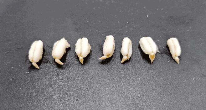 燕麦素|人人都要控血糖，怎么吃更好？