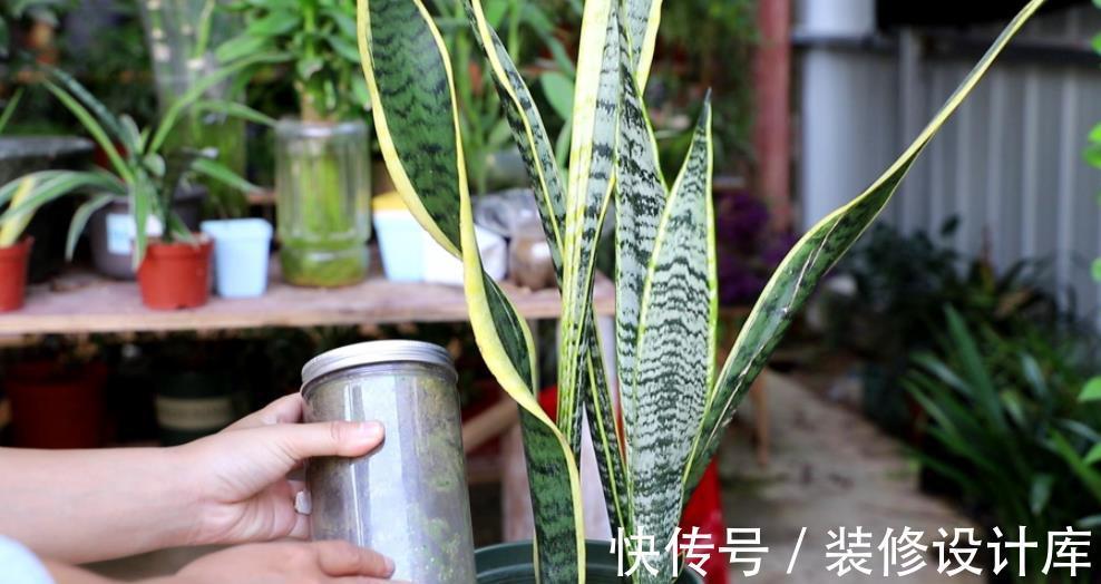 秋天养虎皮兰,了解掌握3个要点,不黄叶不发卷,长出侧芽养爆盆