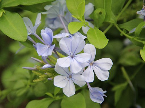 这几款植物养在家里 花期长易打理 不仅好养活 还有趣味 快资讯