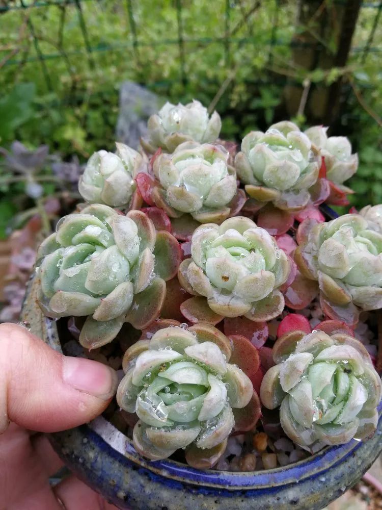 养多肉两年,200多盆养死的不到10盆,记录点点滴滴!