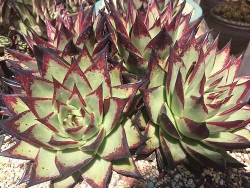 喜欢多头爆侧芽的多肉,可以从这6方面入手,看看哪种适合你