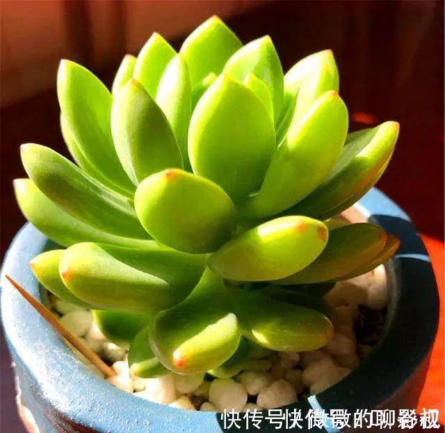 植株|多肉中的高端货，甜美又可爱，浑身散发糖果香，你喜欢吗