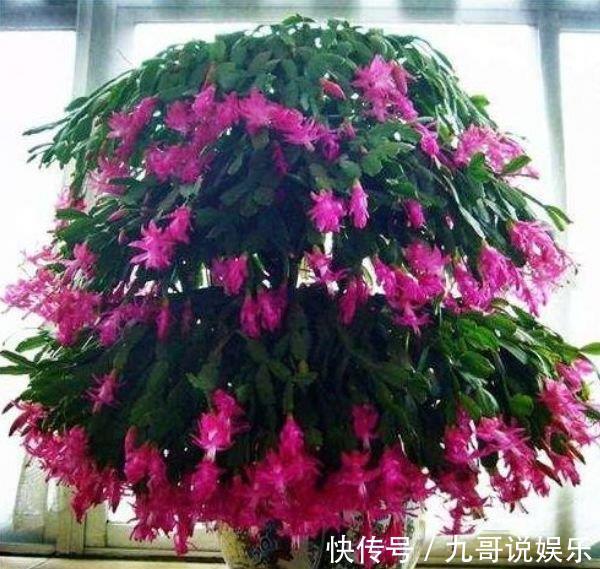 凤仙花凤仙花|养花就养个花期长的,花大色艳,人见人爱,养100盆也不多!