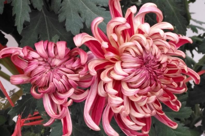 盘点5种“长寿花”，能养很多年，越长越旺盛，开花漂亮还吉利