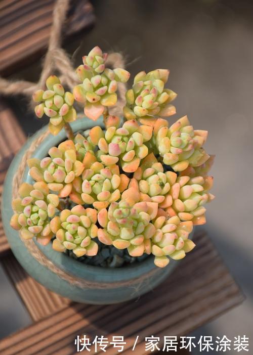 多肉小美女,好看又好养,易群生长满盆,养成果冻色老桩!