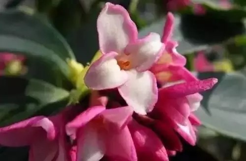 瑞香花|全国56市市花，太美了