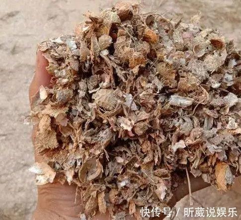 4种垃圾不会分类别担心,埋在花盆底,叶子绿得直滴油!