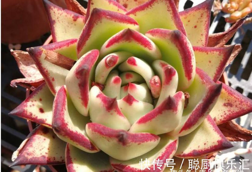 要说东云系名字最多的多肉,那非天狼星莫属,4个名字真是没谁了