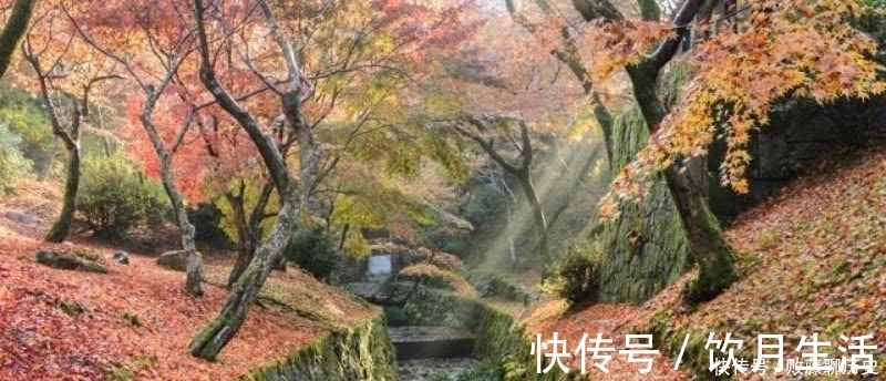 清朝|清朝诗人赵翼最唯美的一首诗,最是秋风管闲事,红他枫叶白人头!