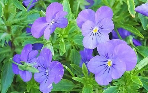 新手养花,不如养5盆“花中精品”,花开艳丽多姿,美艳可人