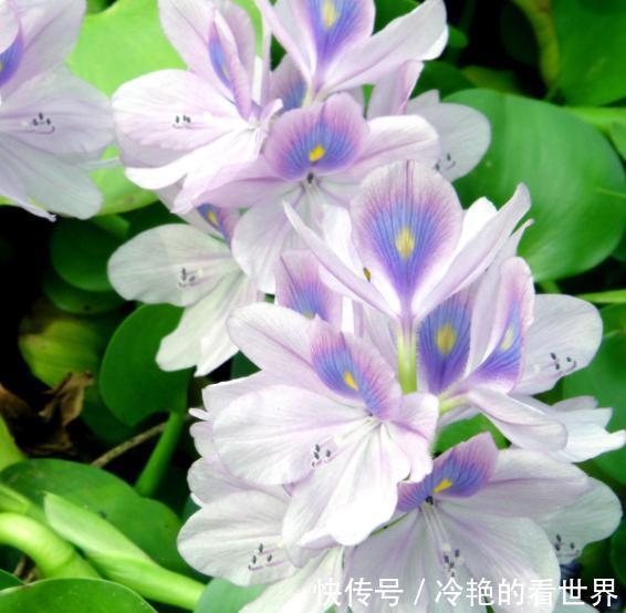 漂亮花|三种“漂亮花”,好养颜值高,却被花友“嫌弃”,不是没道理