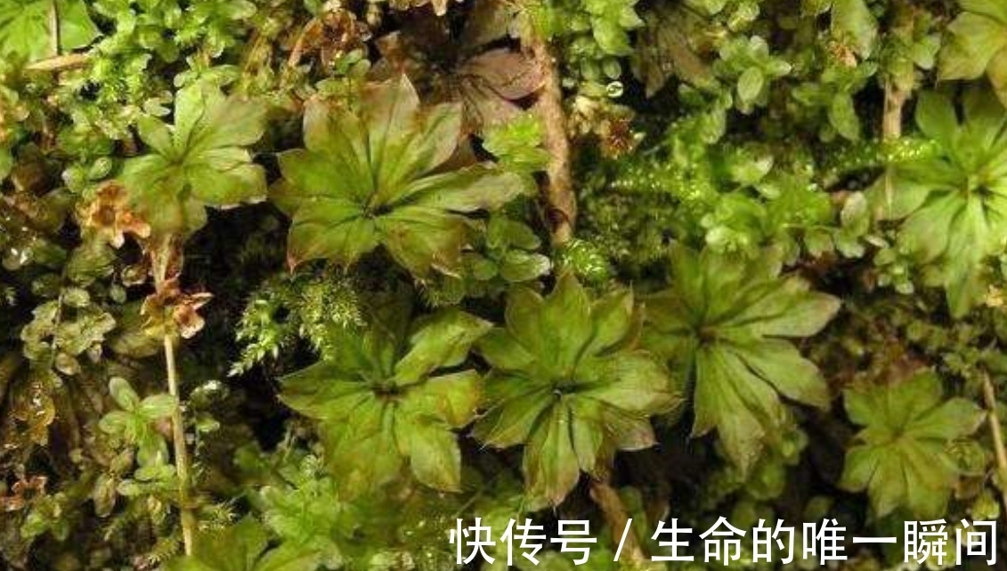 价值|虽然看起来是不起眼的野草,但其实这种野草的价值十分高