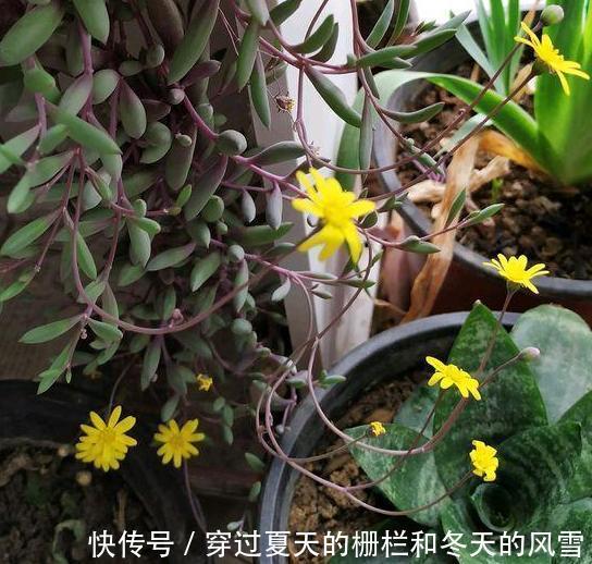盆栽多肉紫玄月侧重这3小技巧，好看又好养，秋冬疯长新茎叶