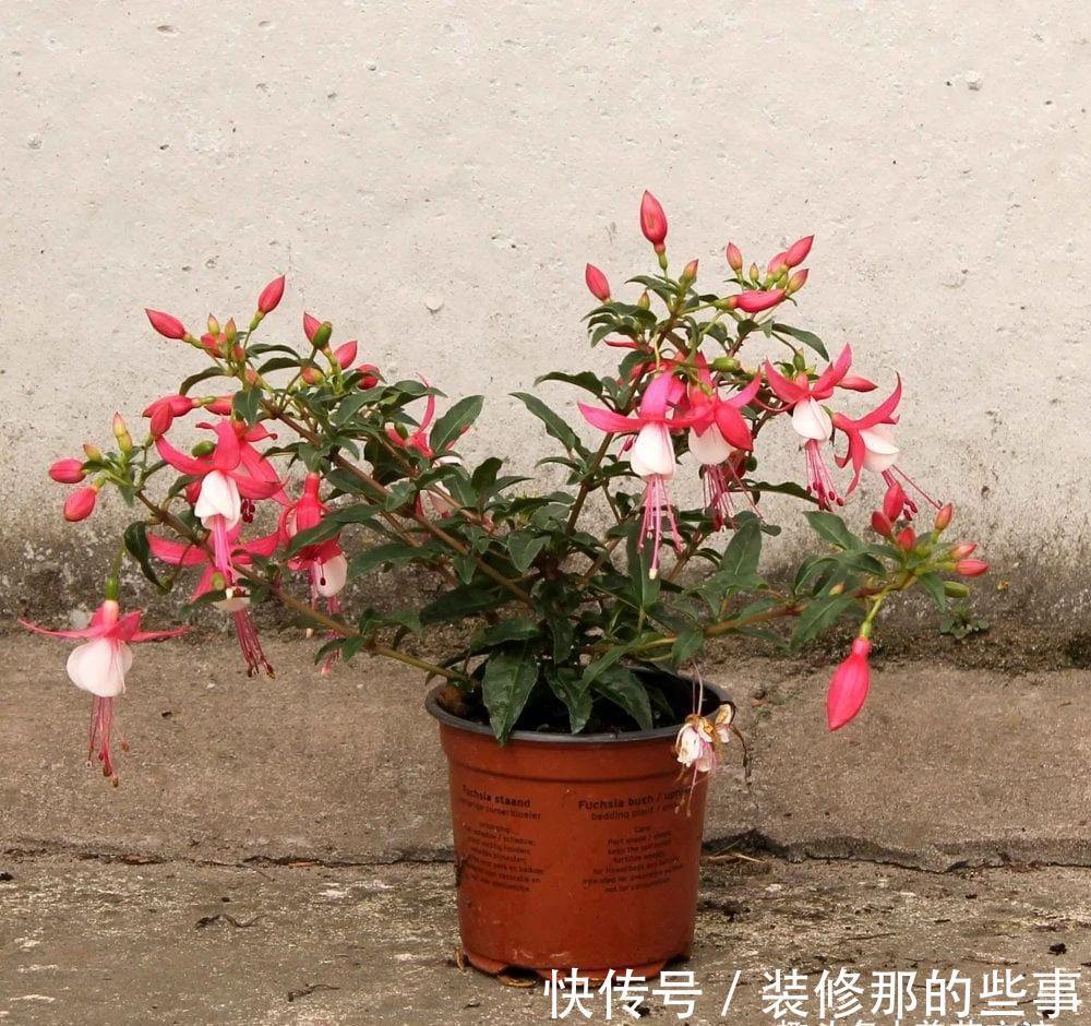 倒挂金钟|刚买的倒挂金钟盆栽如何服盆,怎么才能让它安全度夏?