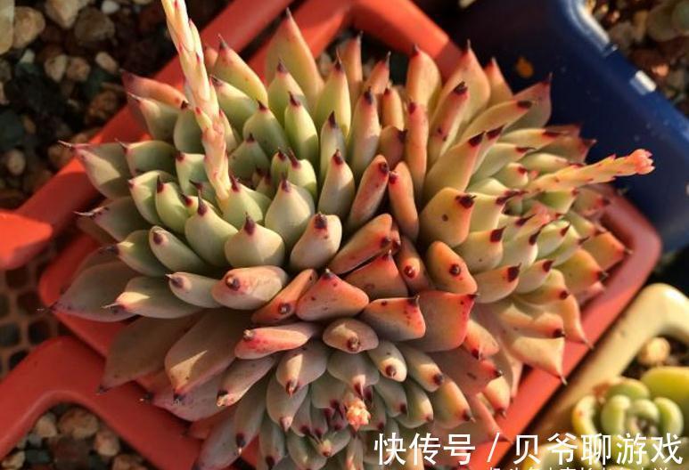 肉友|爪系多肉啥品种养的人最多?当然是绿爪!别说你没养,骗人可不好